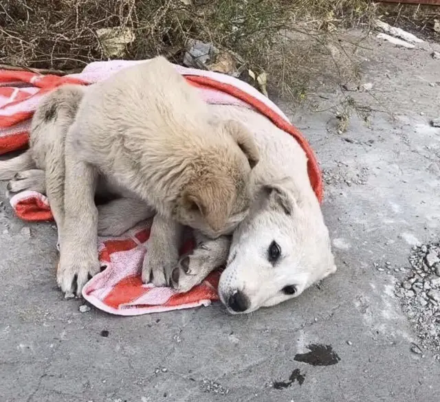 Filhote Se Recusa a Abandonar Irmã Ferida e Cena Emociona Internautas
